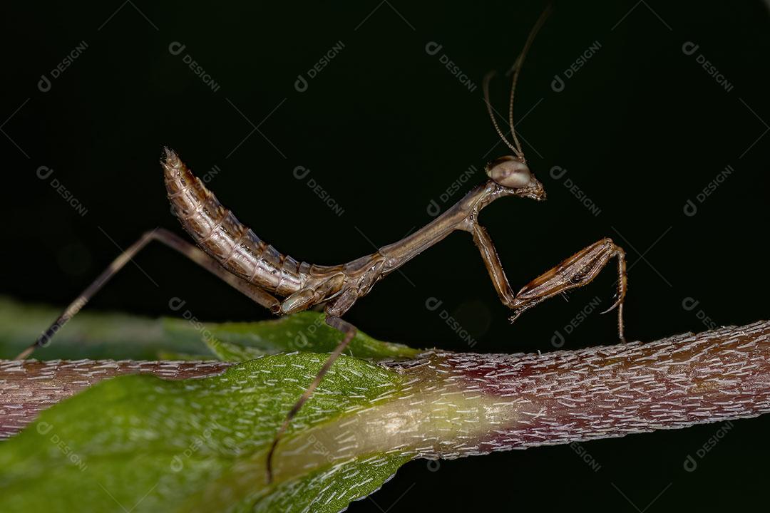 Ninfa Mantid Pequena da Subfamília Vatinae Imagem JPG