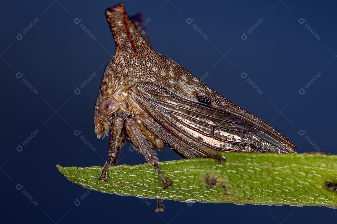 Treehopper Adulto Típico da Família Membracidae Imagem JPG