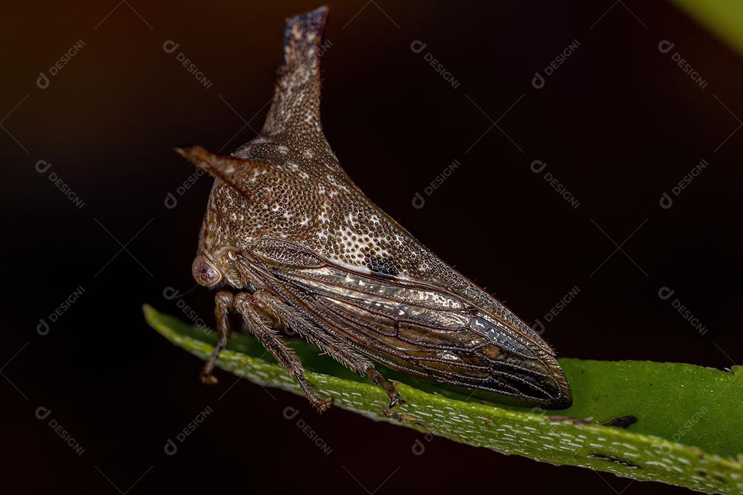 Treehopper Adulto Típico da Família Membracidae Imagem JPG