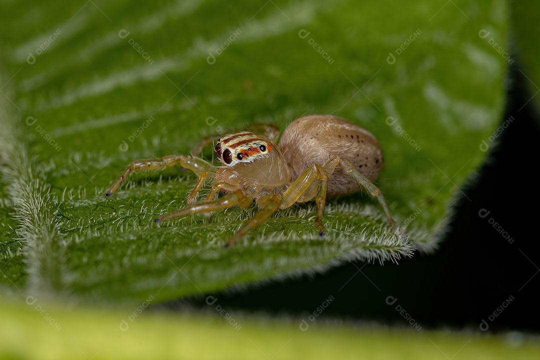 Pequena Aranha Saltadora do Gênero Chira Imagem JPG
