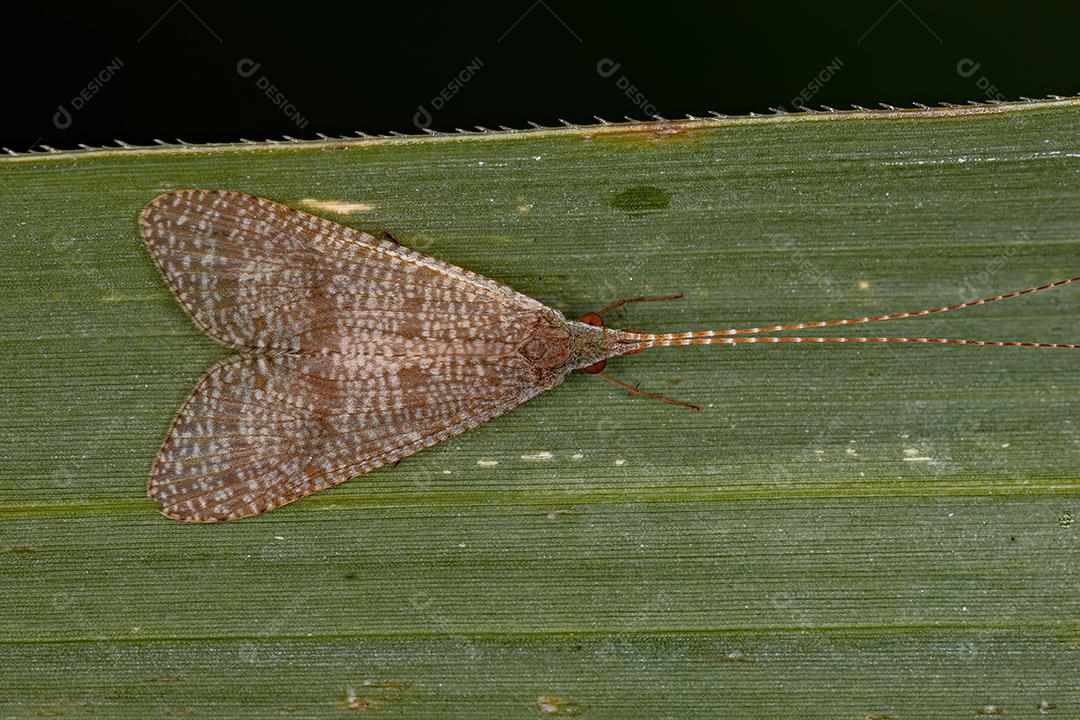 Inseto Caddisfly adulto da Família Hydropsychidae Imagem JPG