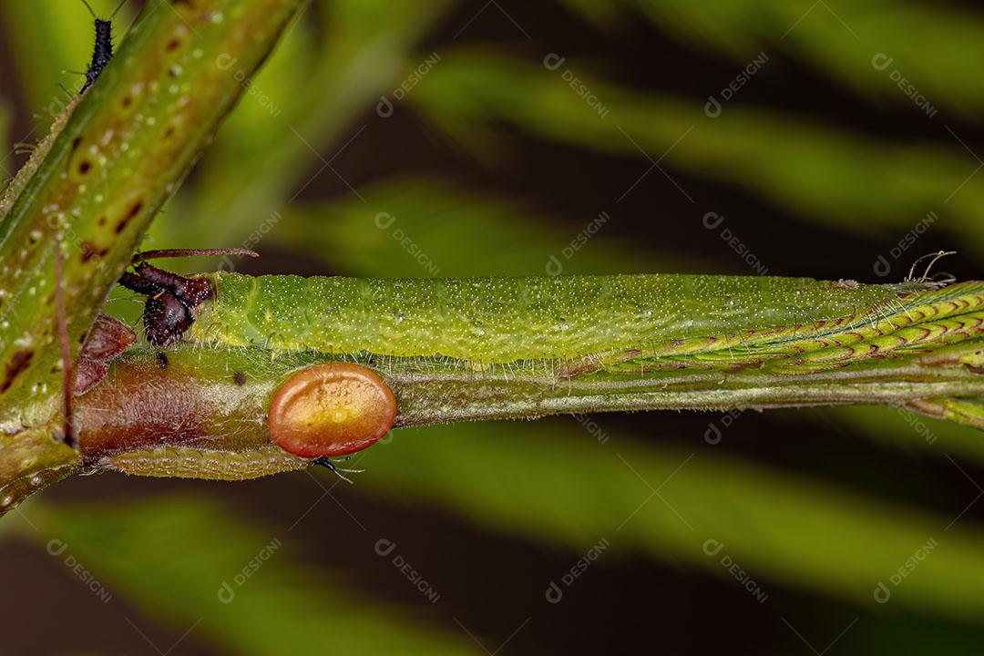 Pequena Lagarta Mariposa da Ordem Lepidoptera Imagem JPG