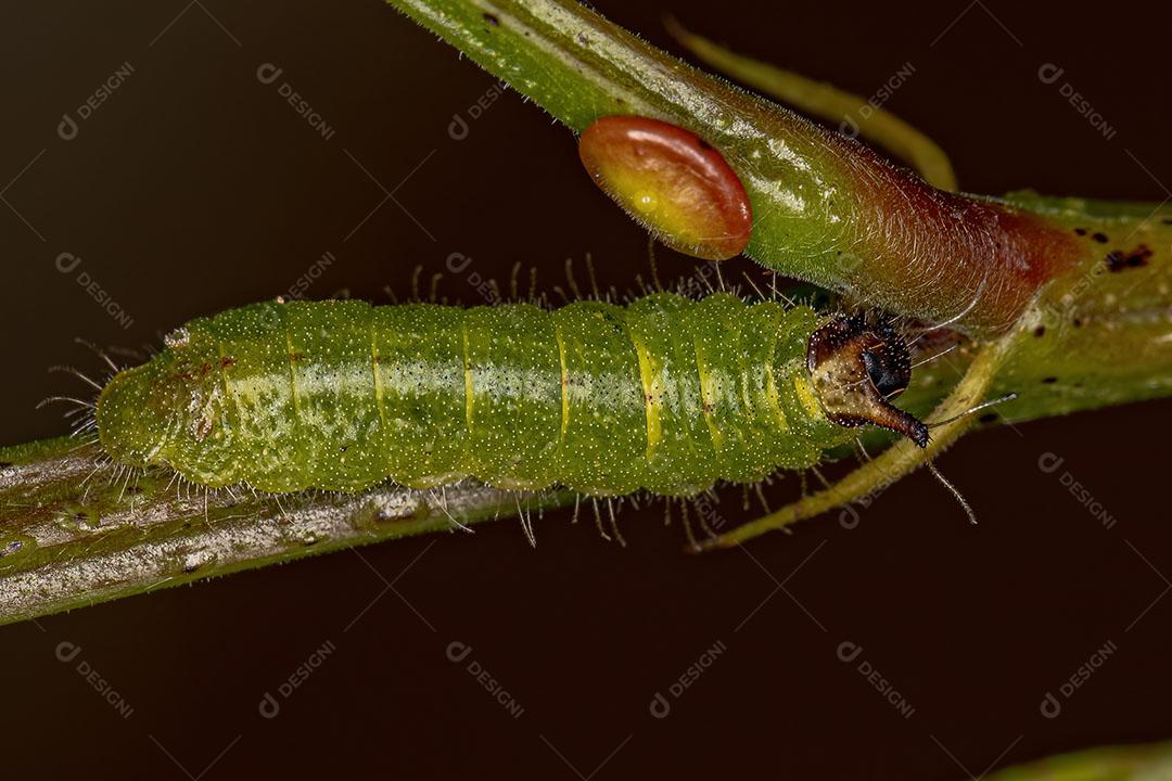 Pequena Lagarta Mariposa da Ordem Lepidoptera Imagem JPG
