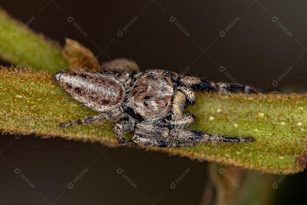 Aranha Saltadora Macho adulto da Subtribo Dendryphantina Imagem JPG