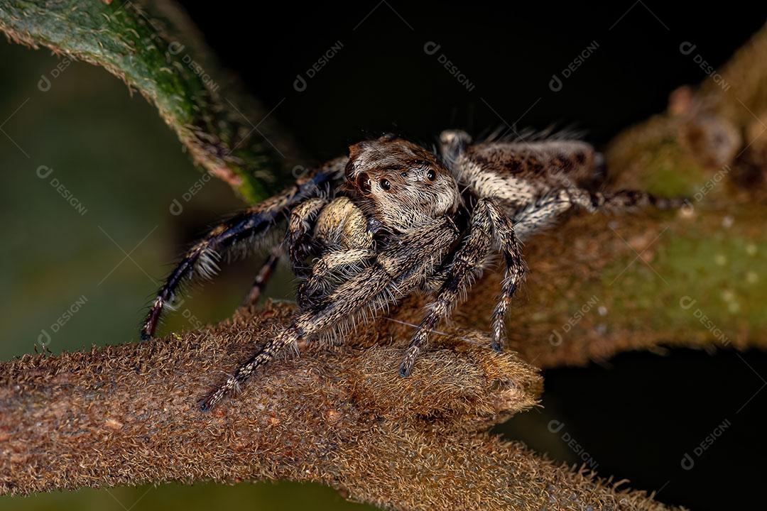 Aranha Saltadora Macho adulto da Subtribo Dendryphantina Imagem JPG