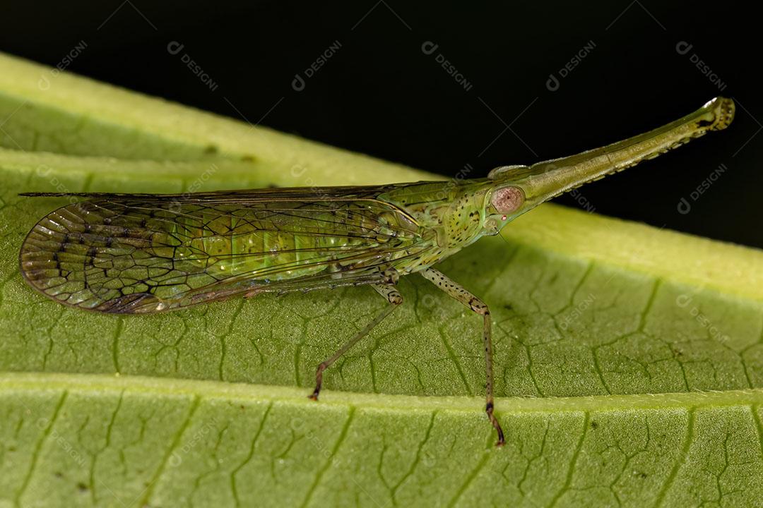 Inseto Verde Adulto Dictyopharidae Planthopper da Família Dictyopharidae JPG