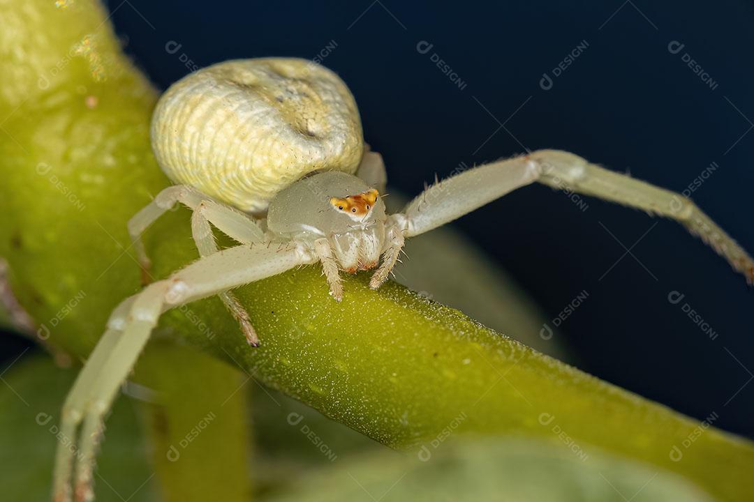Aranha Caranguejo Fêmea Adulta da Família Thomisidae Imagem JPG
