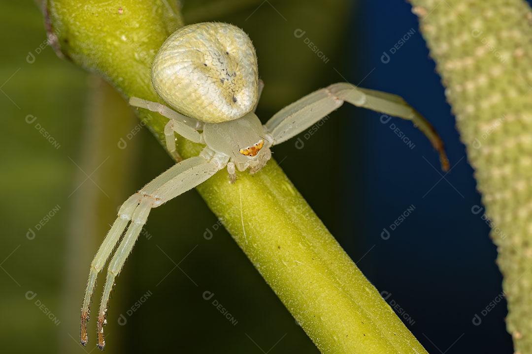 Aranha Caranguejo Fêmea Adulta da Família Thomisidae Imagem JPG