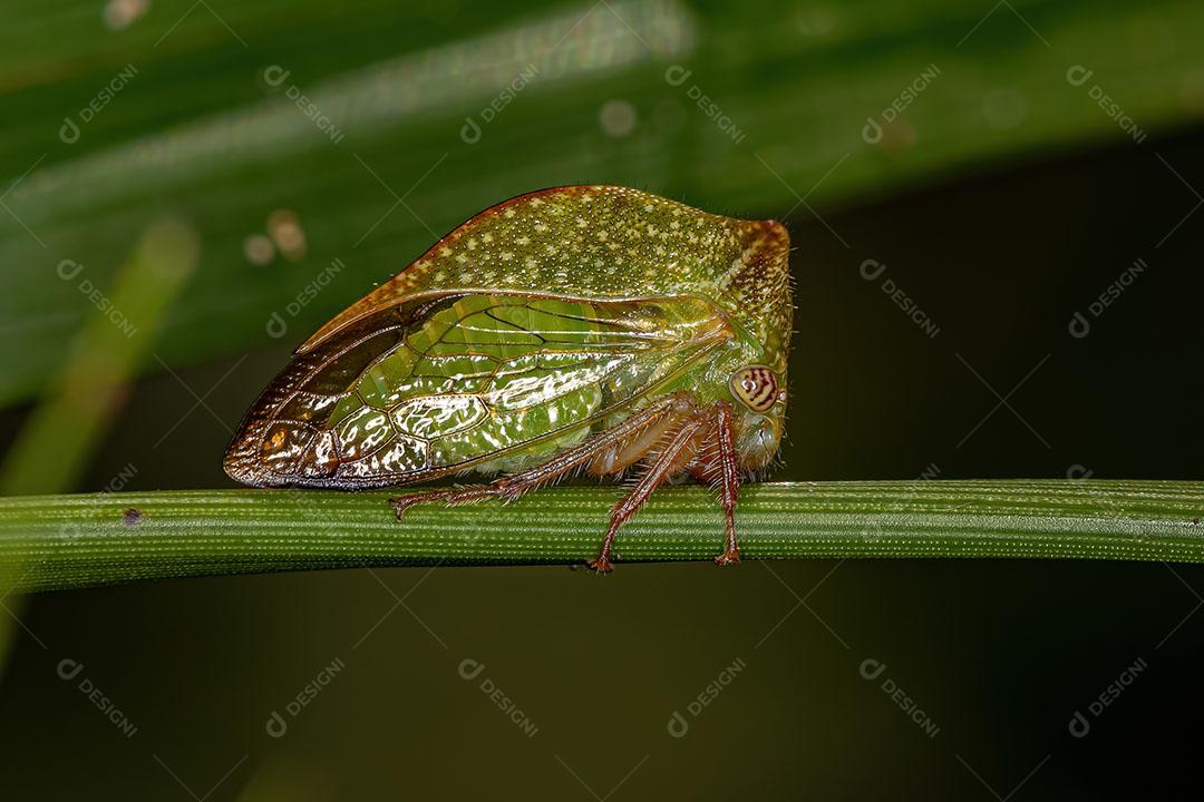 Buffalo Treehopper Adulto da Tribo Ceresini Imagem JPG