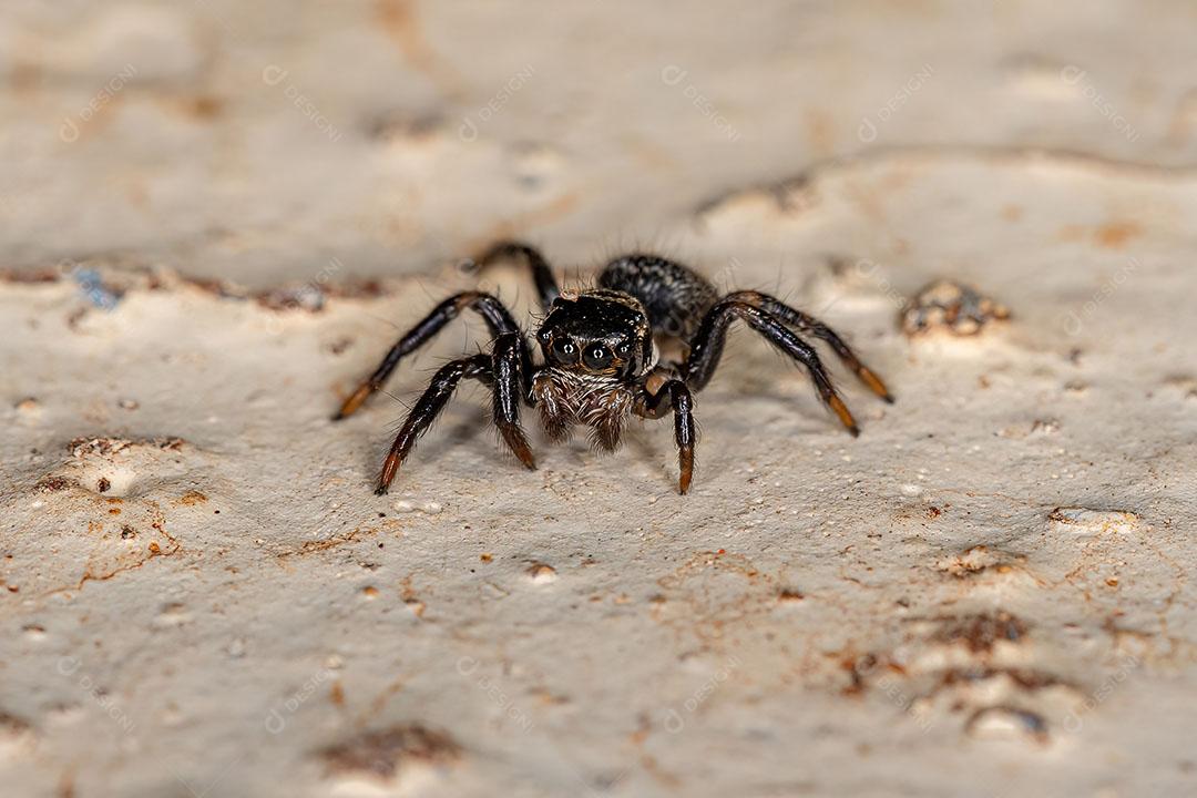 Pequena Aranha Saltadora do Gênero Corythalia Imagem JPG
