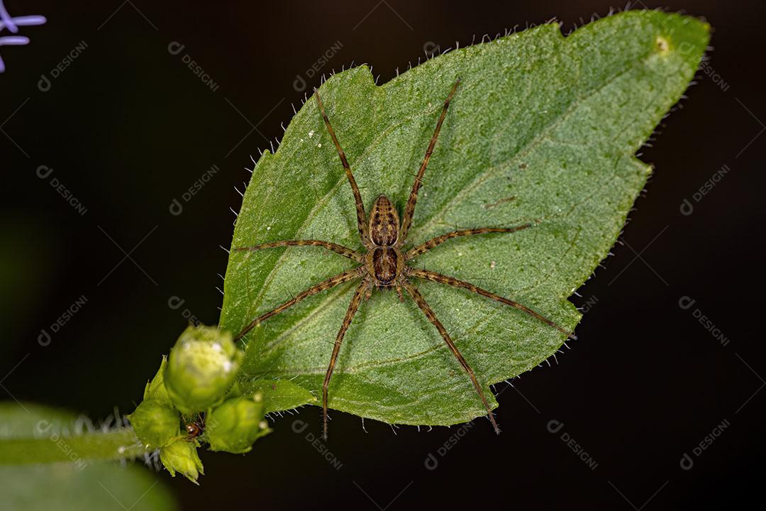 Aranha de Teia de Berçário Fêmea Adulta da Família Pisauridae Imagem JPG