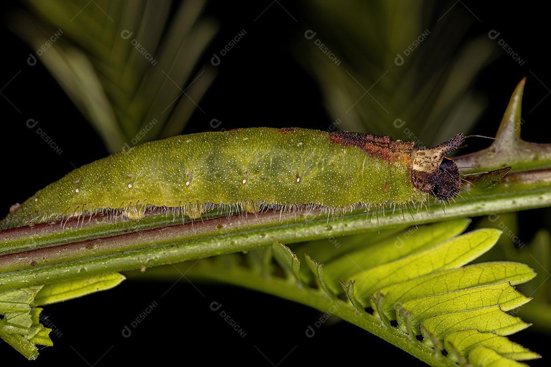 Pequena Lagarta Mariposa da Ordem Lepidoptera Imagem JPG