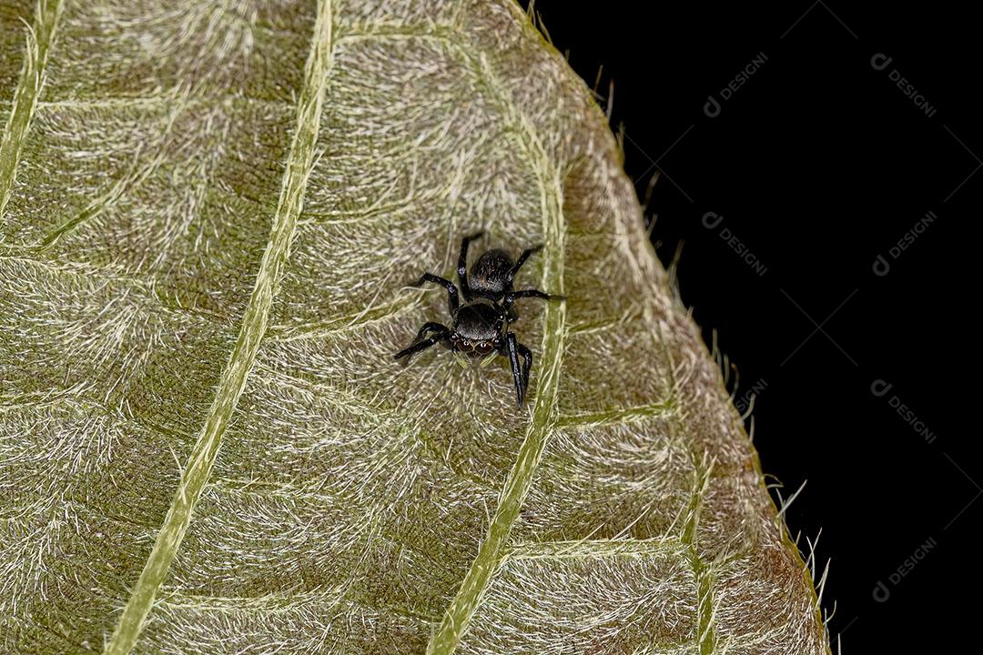 Pequena Aranha saltadora Preta da Subfamília Salticinae Imagem JPG