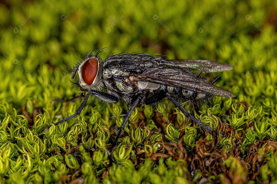 Mosca de Carne Adulta da Família Sarcophagidae Imagem JPG