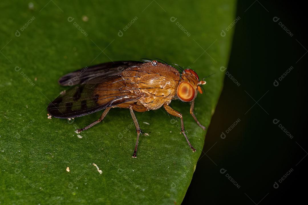 Mosca Acaliptrada Adulta do Zoosubseção Acalyptratae Imagem JPG