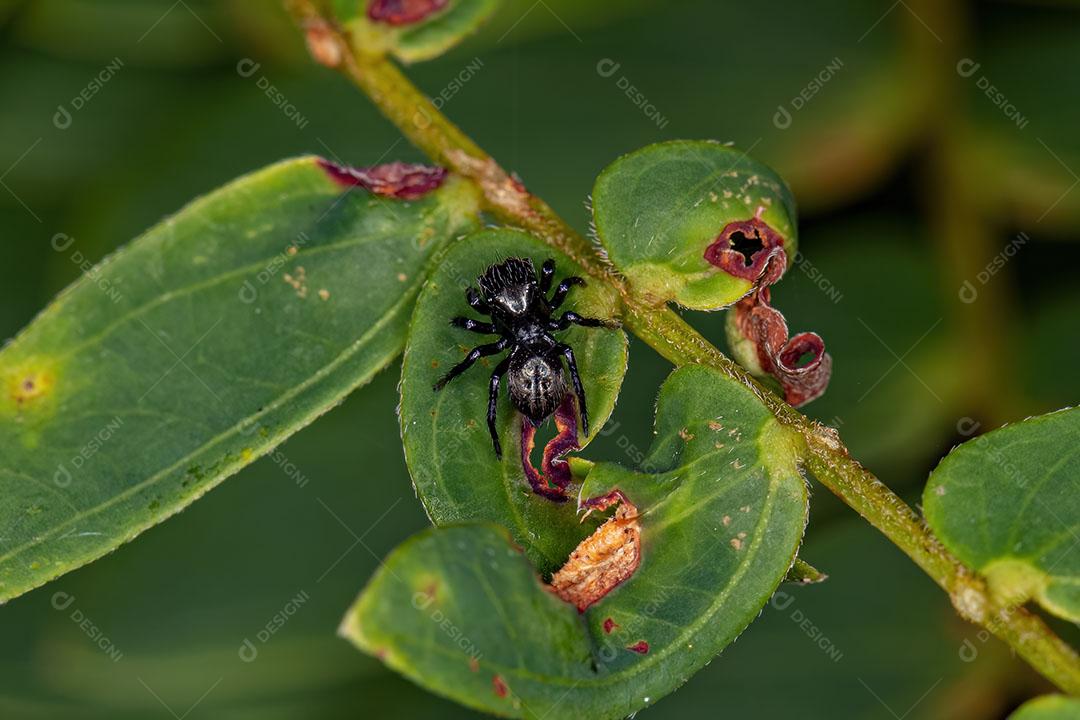 Pequena Aranha saltadora Preta da Subfamília Salticinae Imagem JPG