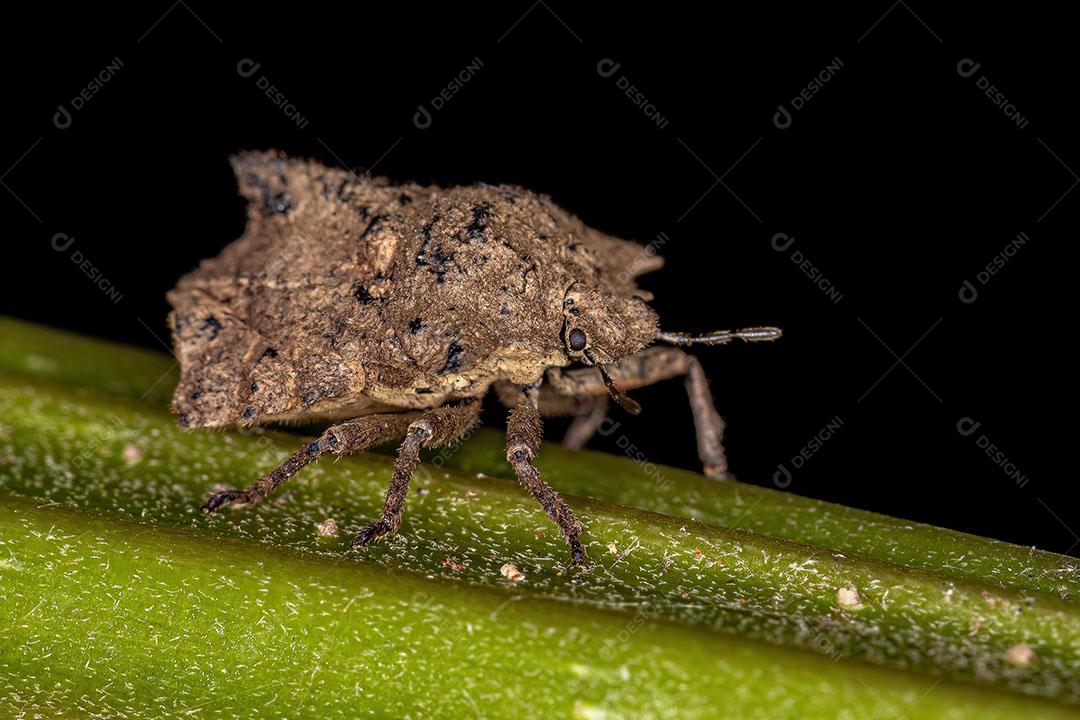 Percevejo Adulto do Gênero Cyrtocoris Imagem JPG