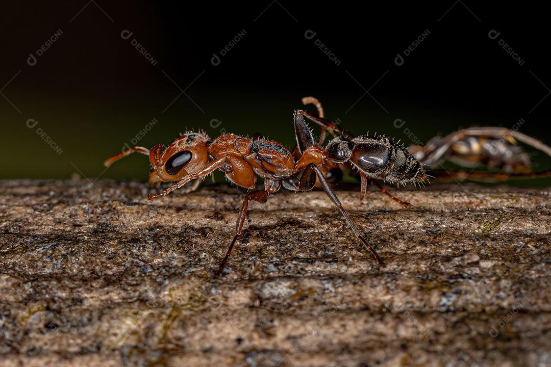Formiga Galho Fêmea adulta do Gênero Pseudomyrmex Imagem JPG