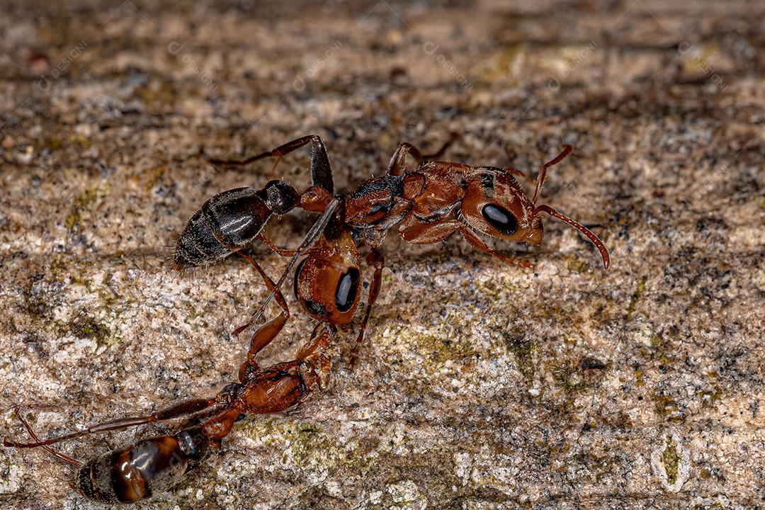Formiga Galho Fêmea adulta do Gênero Pseudomyrmex Imagem JPG