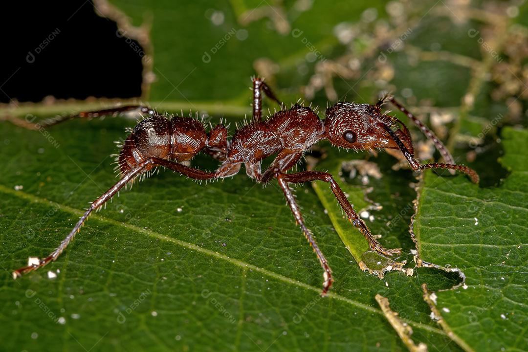 Formiga Ectatommina Fêmea Adulta do Gênero Ectatomma Imagem JPG