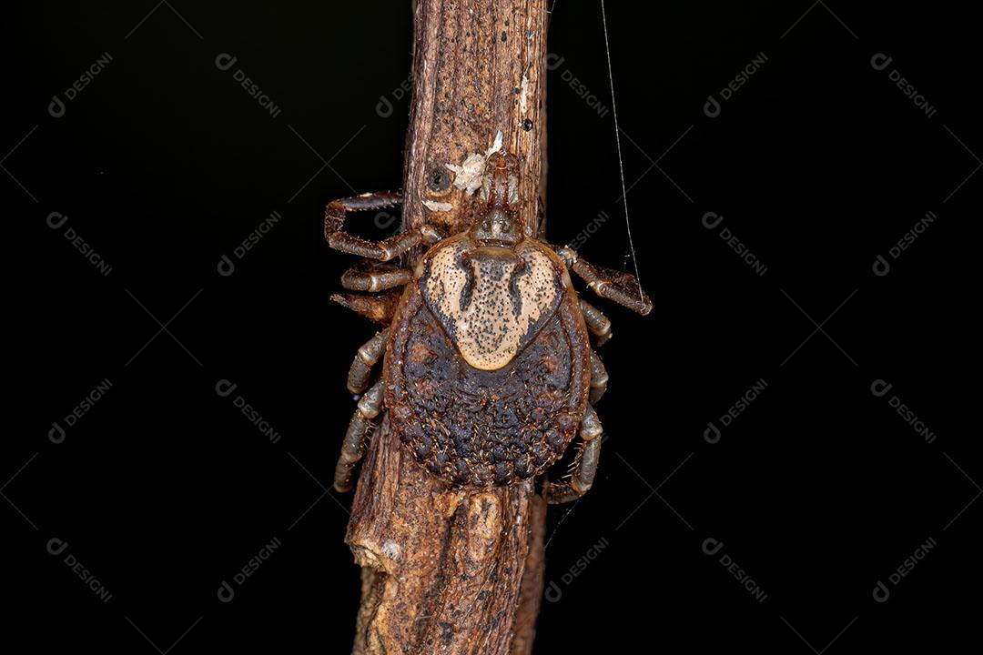 Fêmea Adulta Cayenne Carrapato da Espécie Amblyomma Cajennense Imagem JPG