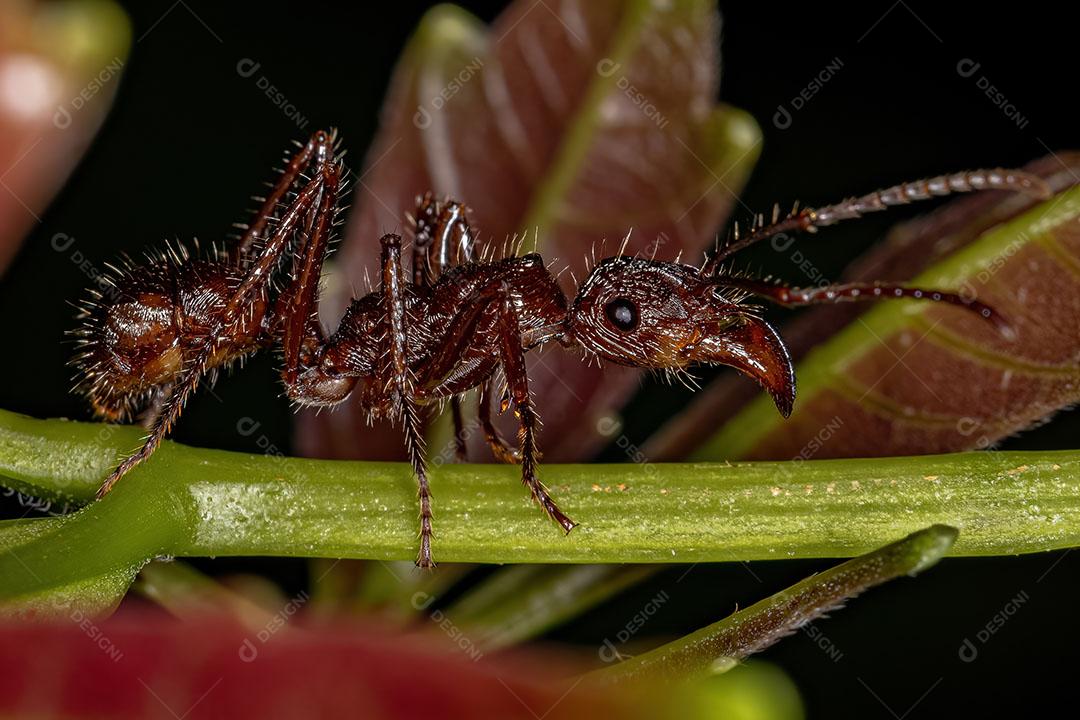 Formiga Ectatommina Fêmea Adulta do Gênero Ectatomma Imagem JPG