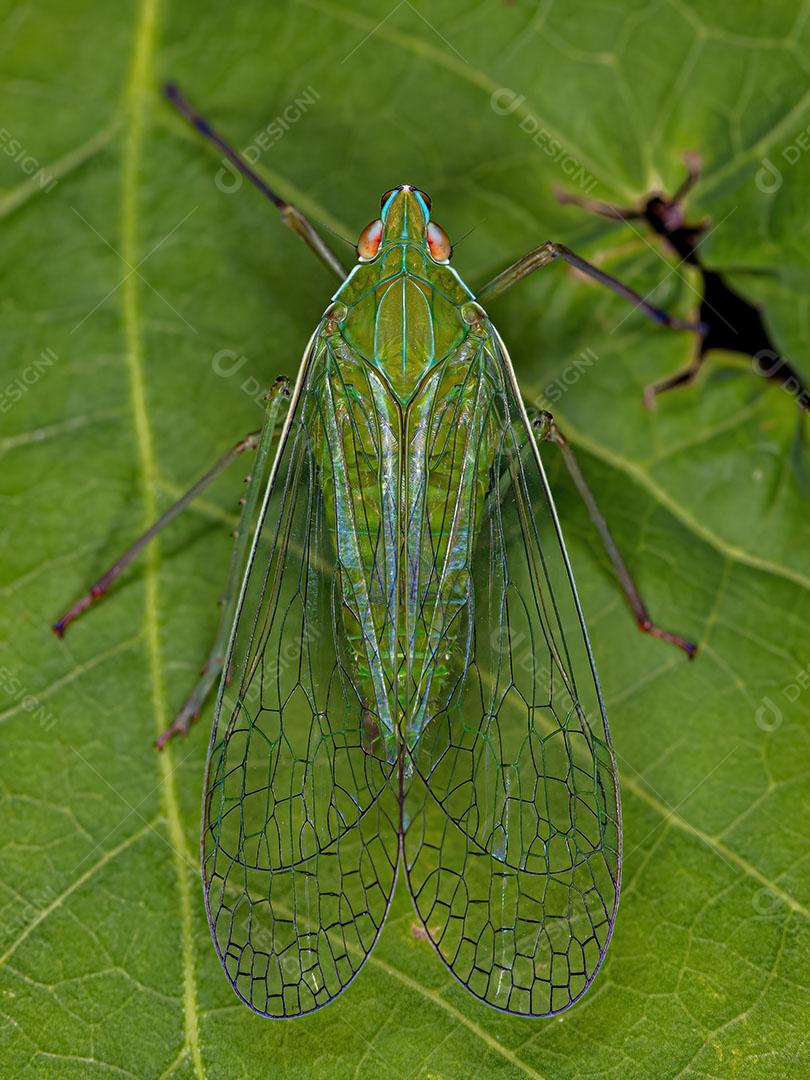 Inseto Verde Adulto Dictyopharidae Planthopper da Família Dictyopharidae JPG