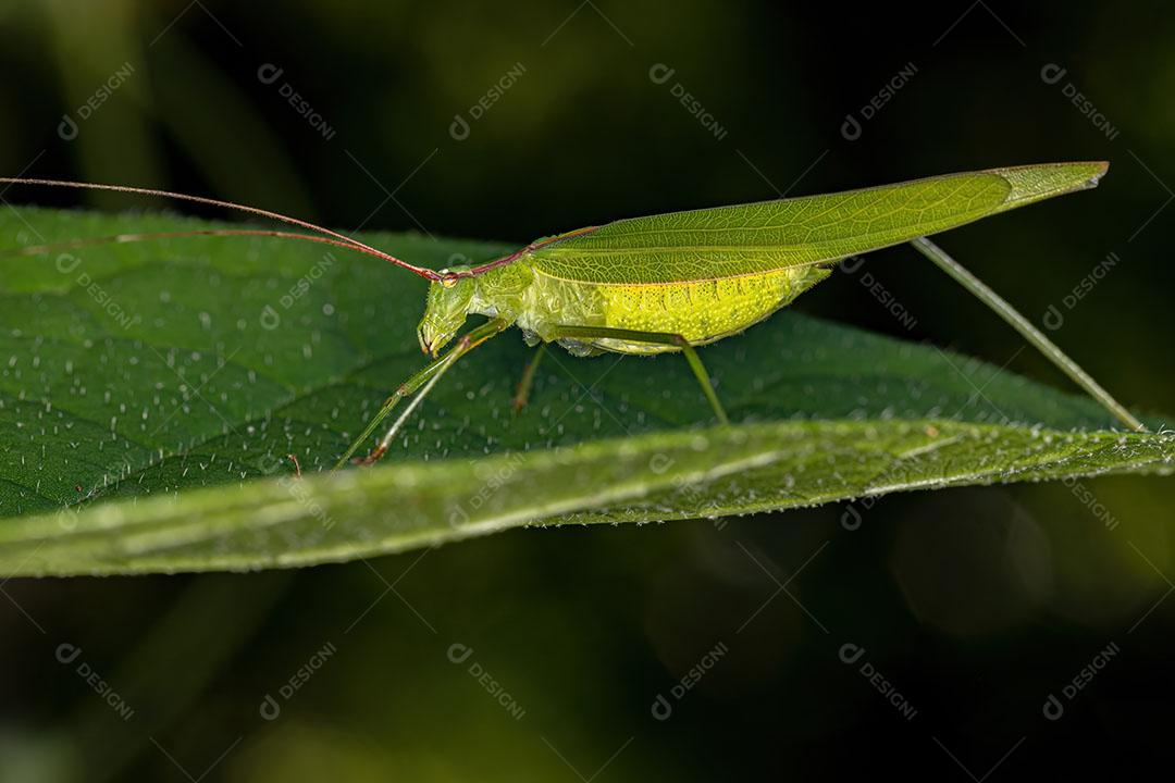 Adulto Faneropterina Katydid da Tribo Aniarellini imagem JPG
