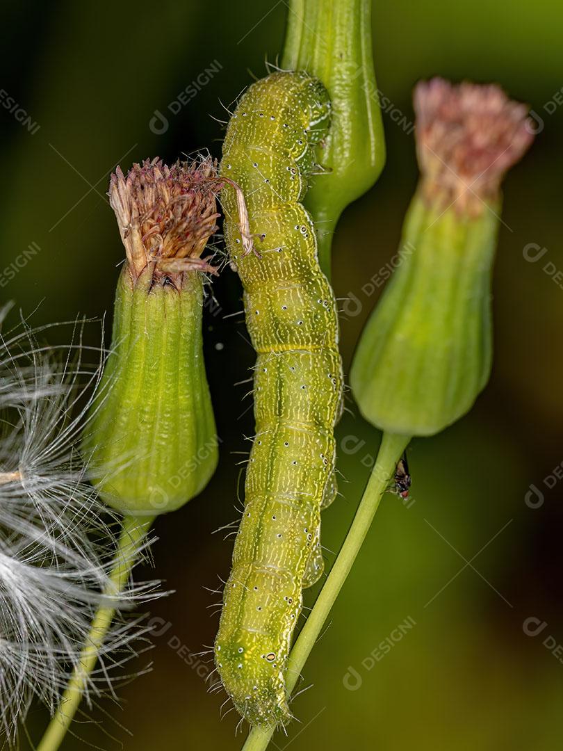 Pequena Lagarta Mariposa da Ordem Lepidoptera Imagem JPG