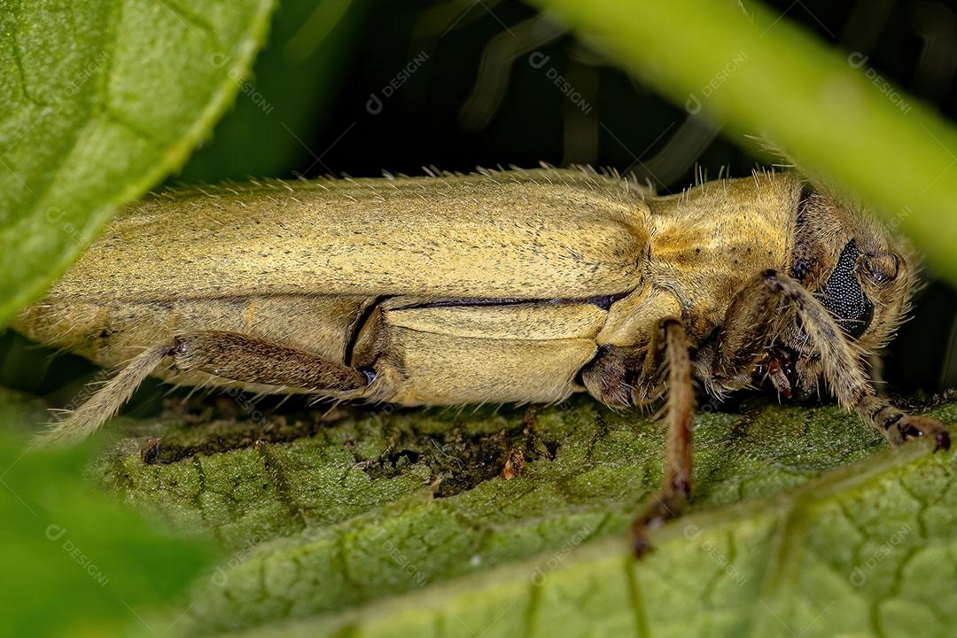 Besouro Longhorn de Cara Chata Adulto do Gênero Recchia Imagem JPG