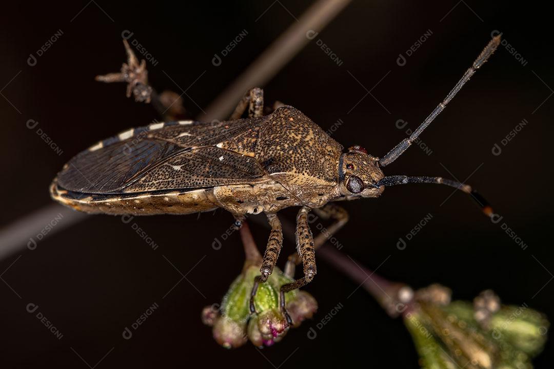 Inseto Pé de Folha Adulto da Espécie Catorhintha Guttula Imagem JPG