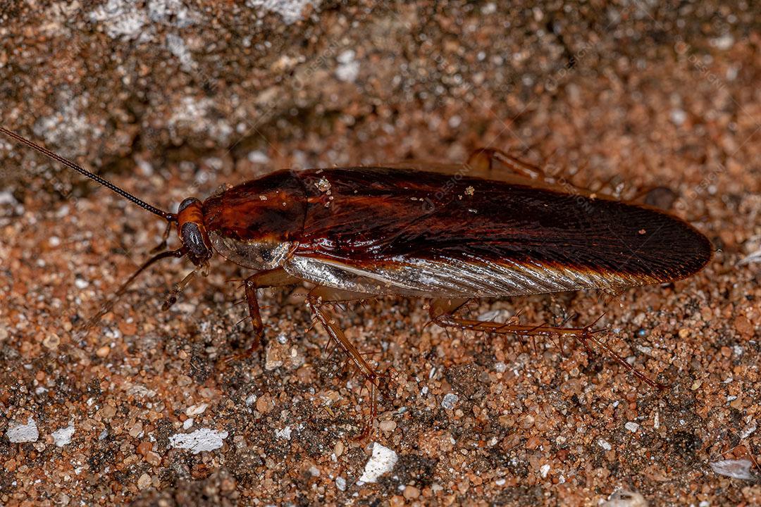 Barata de Madeira Adulta da Família Ectobiidae Imagem JPG