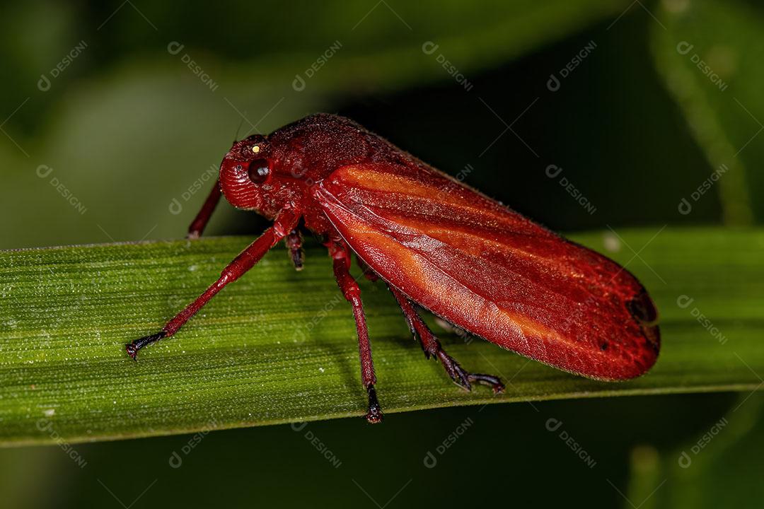 Inseto Froghopper Adulto da Família Cercopidae Imagem JPG