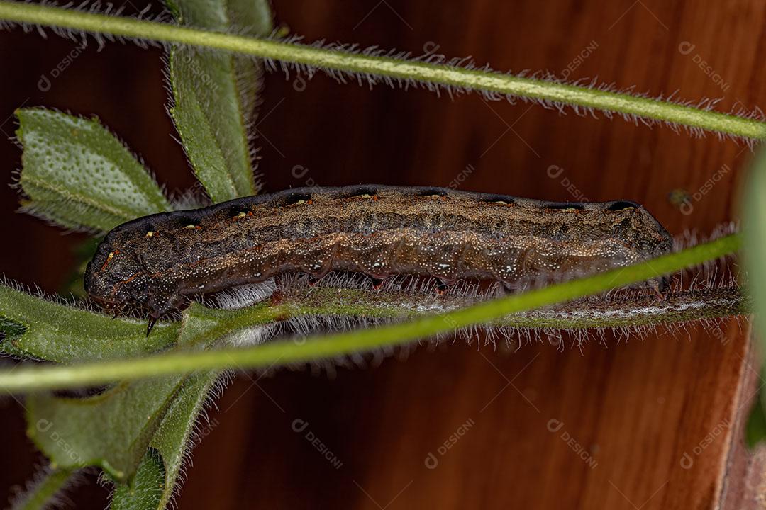 Traça de Lagarta Marrom do Gênero Spodoptera Imagem JPG