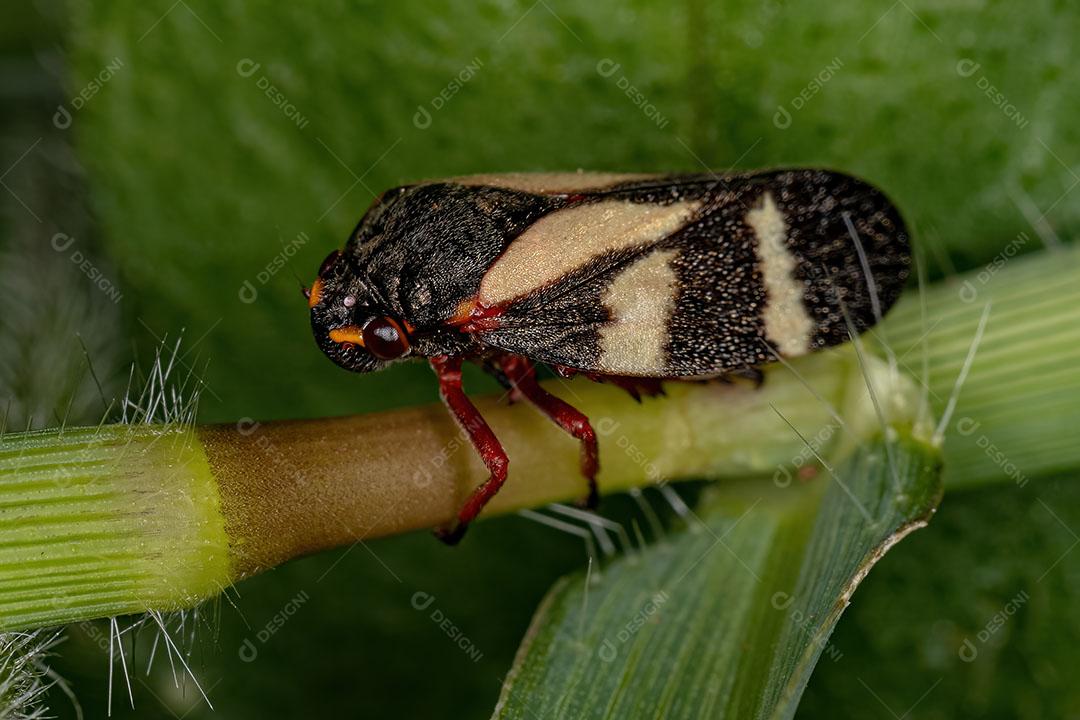 Inseto Froghopper adulto da Espécie Deois Flavopicta Imagem JPG