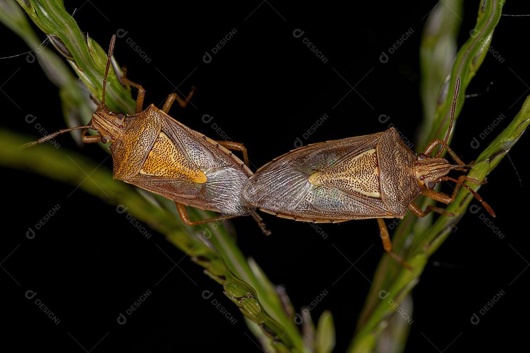 Percevejos Adultos do Gênero Oebalus Acoplamento Imagem JPG