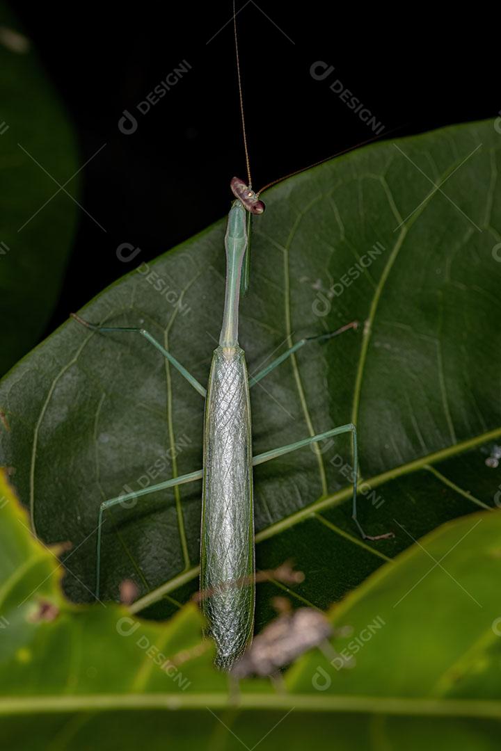 Mantídeo Macho Adulto do Gênero Oxyopsis Imagem JPG