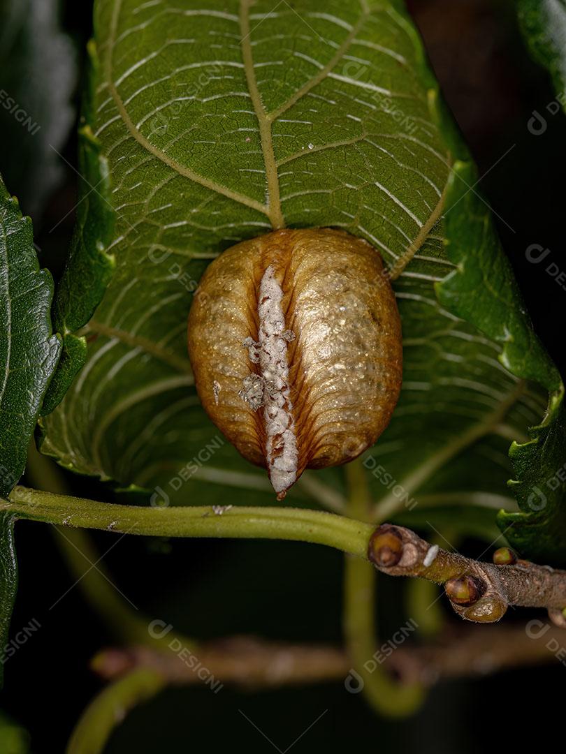 Mantises Egg Case da Ordem Mantodea Imagem JPG