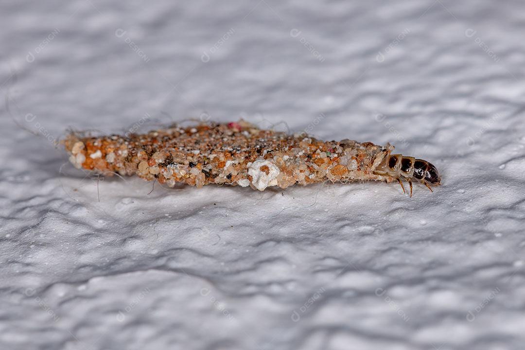 Traça de Pano de Lagarta Pequena do Gênero Phereoeca Imagem JPG