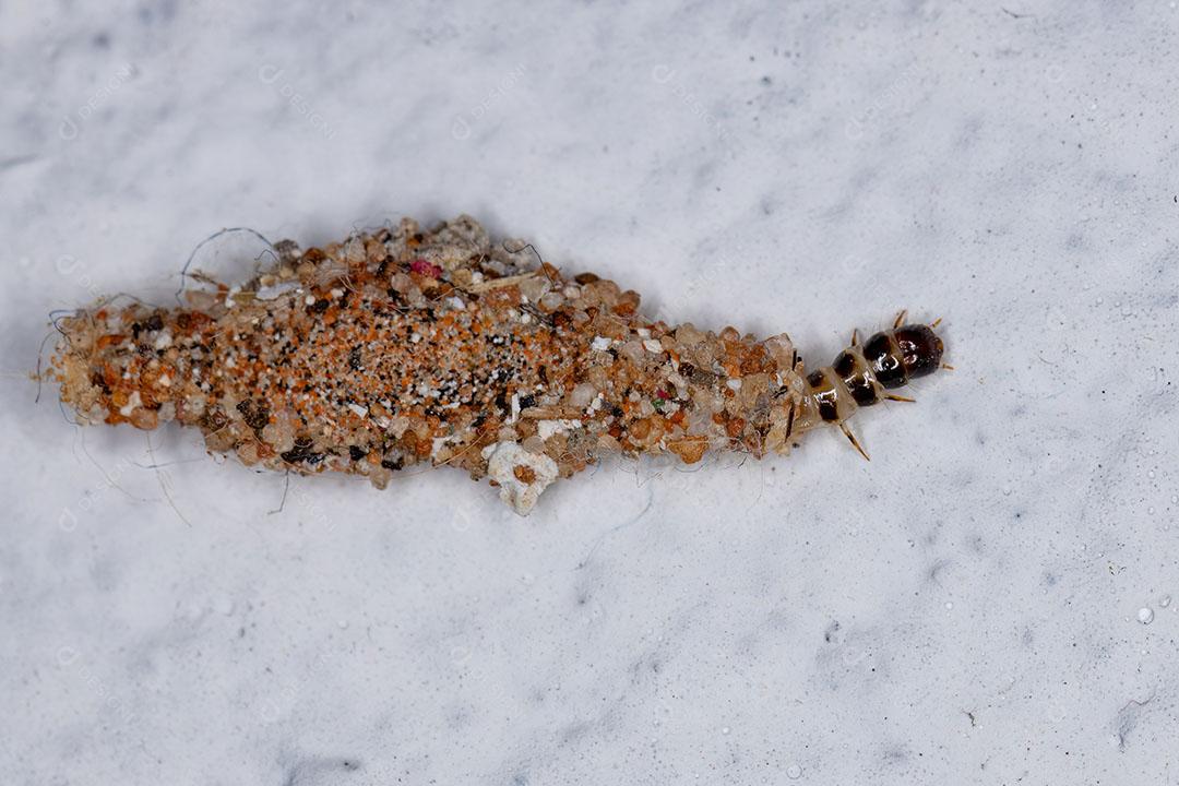 Traça de Pano de Lagarta Pequena do Gênero Phereoeca Imagem JPG