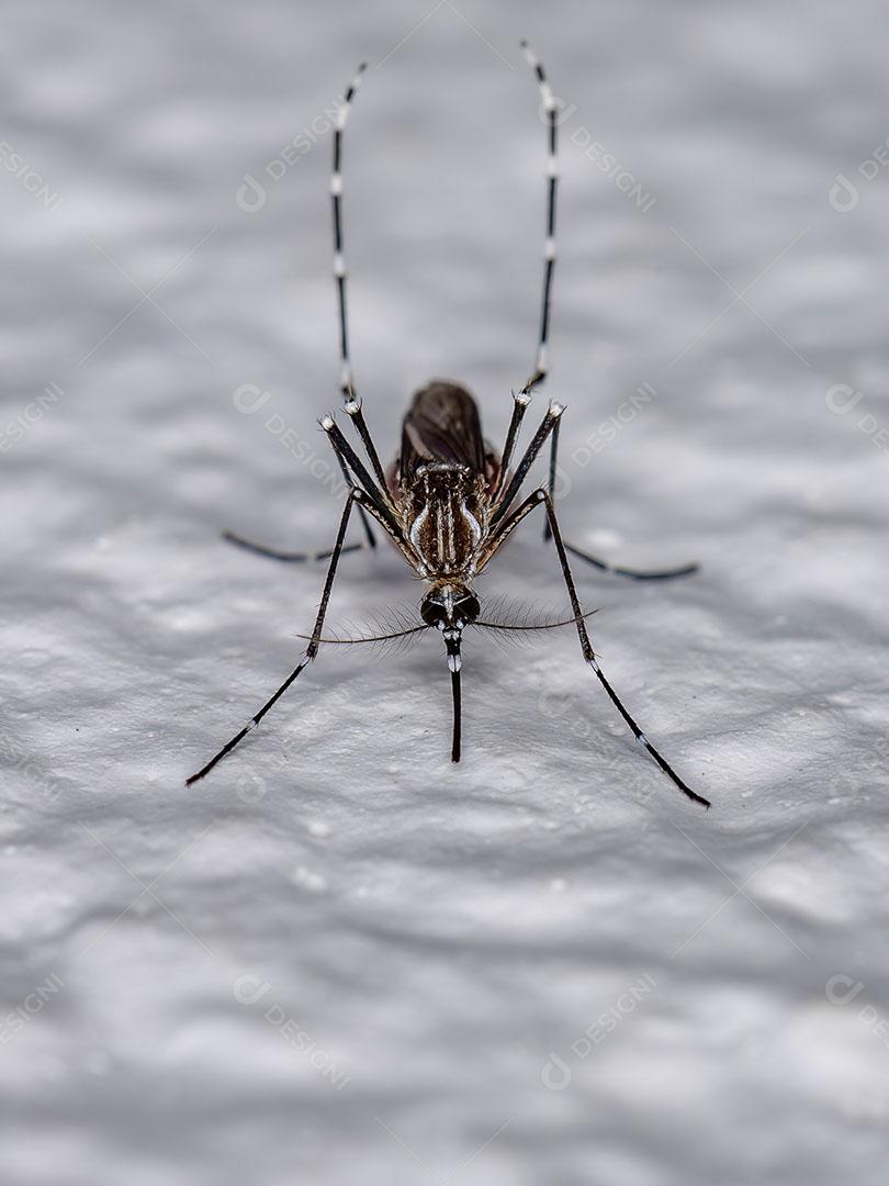 Fêmea Adulta do Mosquito da Febre Amarela da Espécie Aedes Aegypti Imagem JPG