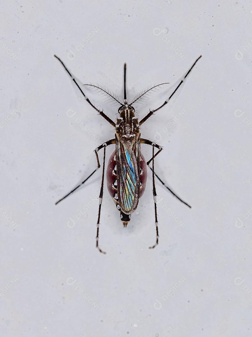 Fêmea Adulta do Mosquito da Febre Amarela da Espécie Aedes Aegypti Imagem JPG