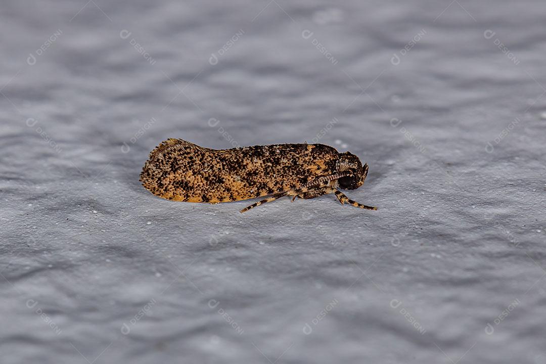 Pequena Mariposa Adulta da Ordem Lepidóptera Imagem JPG