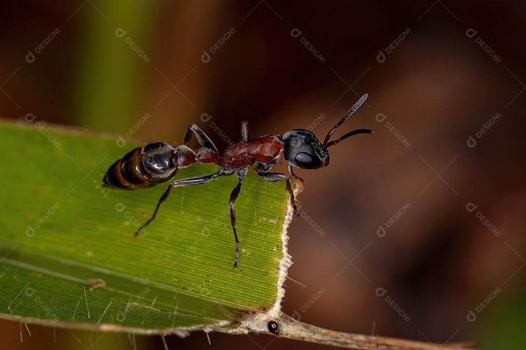 Formiga Galho Fêmea adulta do Gênero Pseudomyrmex Imagem JPG