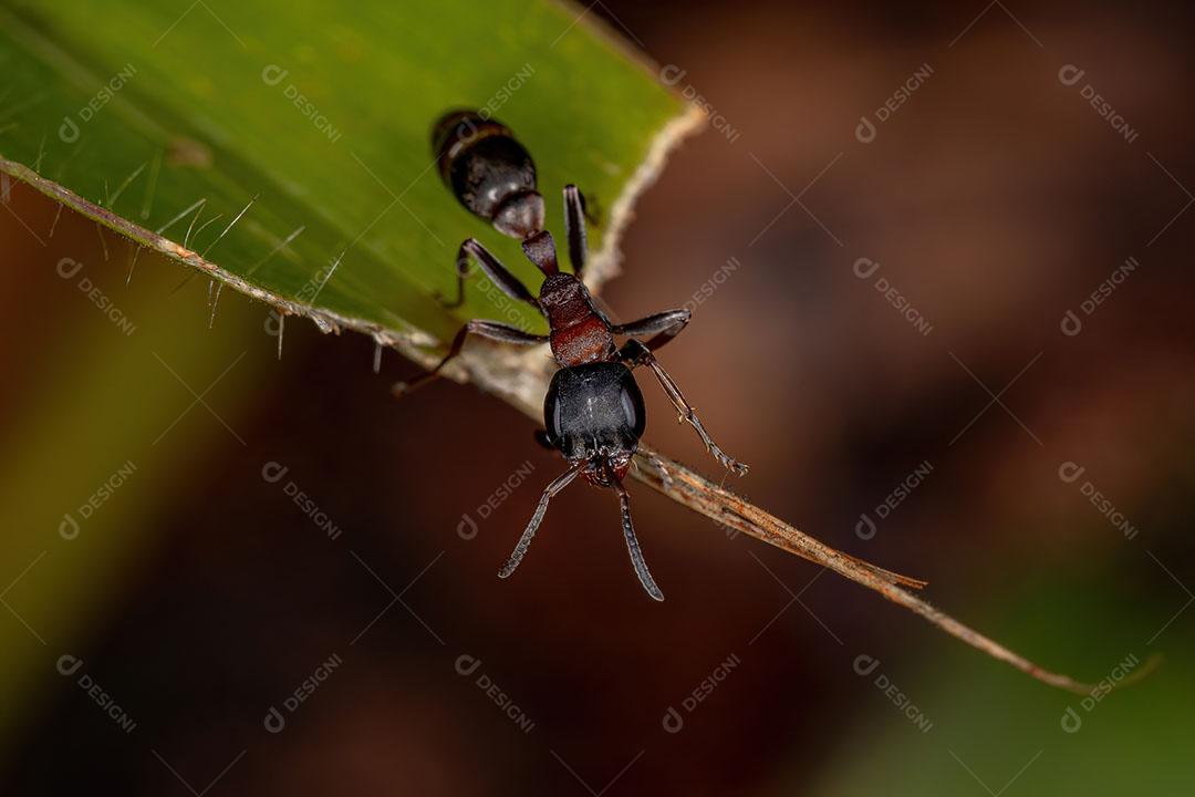 Formiga Galho Fêmea adulta do Gênero Pseudomyrmex Imagem JPG