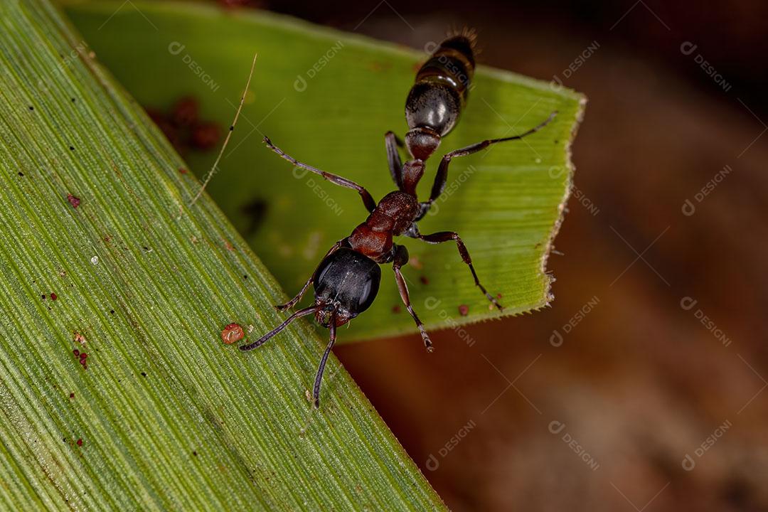 Formiga Galho Fêmea adulta do Gênero Pseudomyrmex Imagem JPG