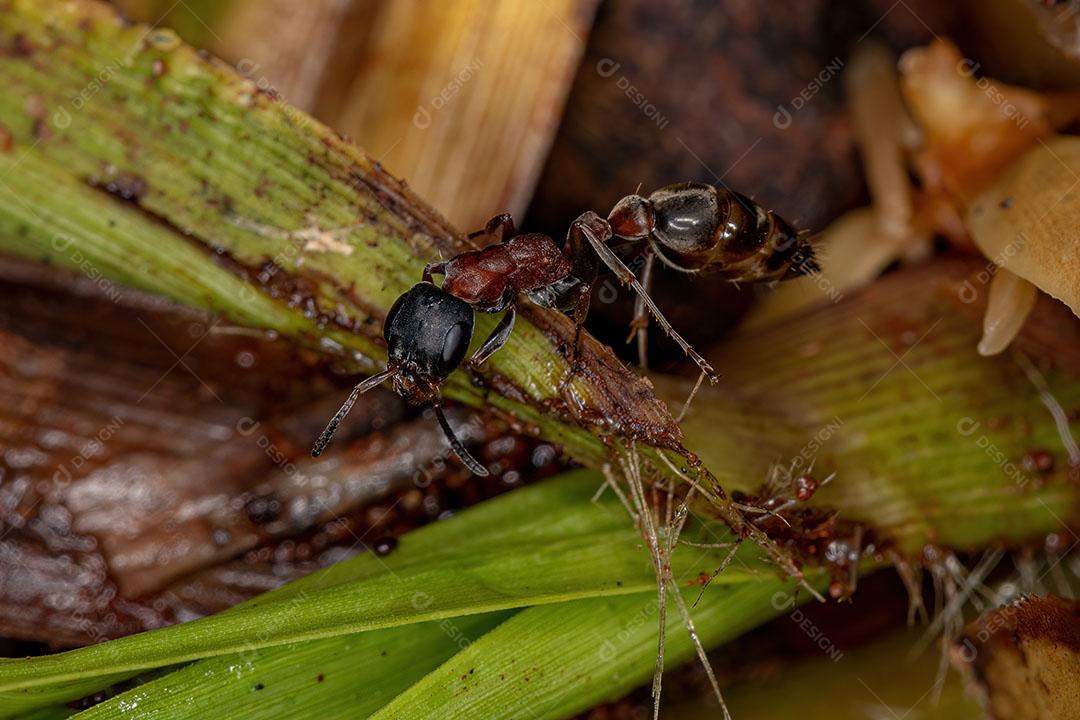 Formiga Galho Fêmea adulta do Gênero Pseudomyrmex Imagem JPG