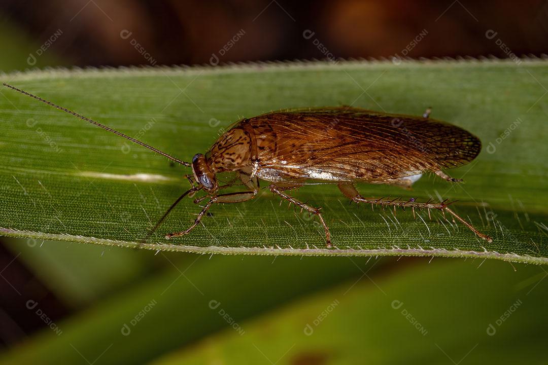 Barata de Madeira Adulta da Família Ectobiidae Imagem JPG