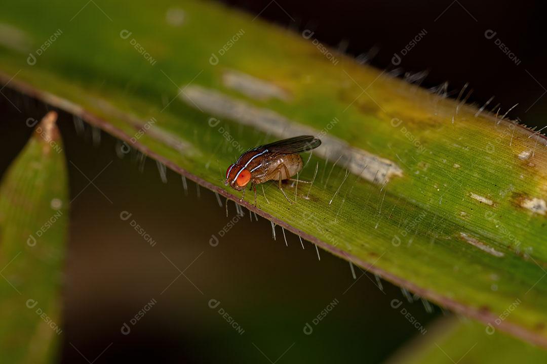 Mosca de Figo Africana Adulta da espécie Zaprionus Indianus ImagemJPG