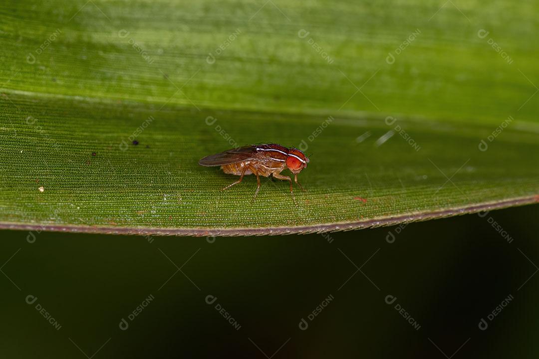 Mosca de Figo Africana Adulta da espécie Zaprionus Indianus ImagemJPG
